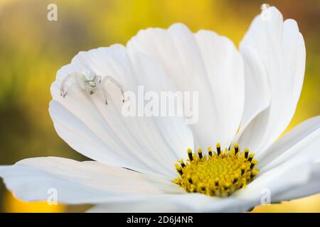 Araignée de crabe d'or ( Misumena vatia) en attente de la fleur de Cosmea ( Cosmos bipinnatus) , Hesse, Allemagne Banque D'Images