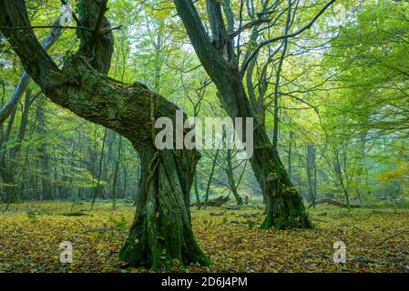 Automne dans la jungle Baumweg, forêt de hêtres et étangs de cratère, forêt d'État de Basse-Saxe, Oldenburg Muensterland, Emstek, Basse-Saxe, Allemagne Banque D'Images