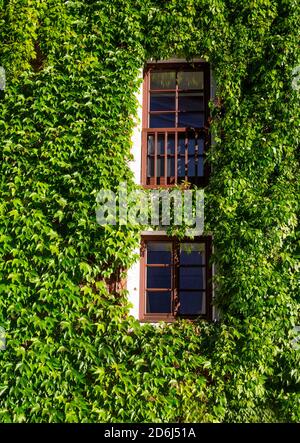 Virginia super-réducteur (Parthenocissus quinquefolia) façade de maison surcultivée avec du vin sauvage, Sankt Wolfgang am Wolfgangsee, Salzkammergut, haute-Autriche Banque D'Images