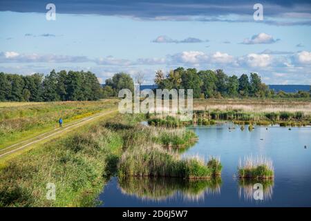 Zone humide dans la réserve naturelle de Anklamer Stadtbruch, Bugewitz, Parc naturel de la vallée de la rivière Peene, Mecklembourg-Poméranie-Occidentale, Allemagne Banque D'Images