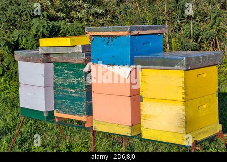 Ruches colorées aux abeilles illuminées par le soleil du soir qui se prépare à se coucher. Banque D'Images