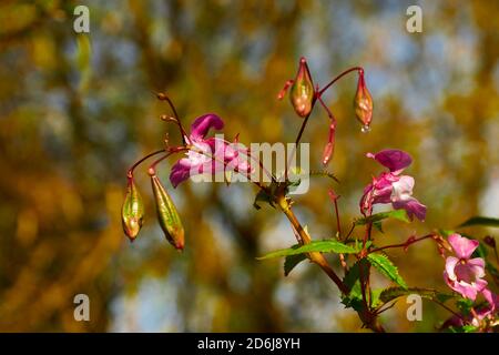 Fleurs violettes d'automne après la pluie dans le parc de la ville Banque D'Images