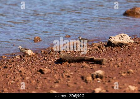 Deux petits oiseaux de ponton sur le rivage d'argile rouge et rocailleux du lac Lost Creek près de Prospect, Oregon. Banque D'Images