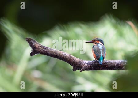 kingfisher commun (Alcedo atthis) assis sur une branche. Banque D'Images