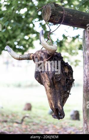 Crâne de vache accroché à un arbre Banque D'Images