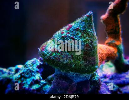 Escargot de Trochus d'eau salée dans un aquarium de récif Banque D'Images