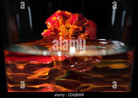 Les fleurs Marigold mouillées sous la pluie et se réfléchissent dans l'eau Banque D'Images