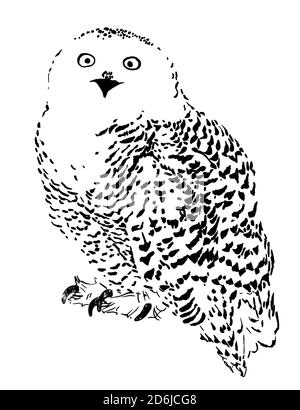 Esquisse de hibou polaire, illustration vectorielle réaliste style de gravure dessiné à la main isoler sur fond blanc Illustration de Vecteur