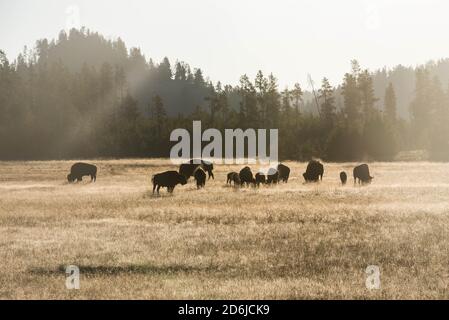 Bison dans la vallée de Hayden, parc national de Yellowstone, Wyoming, États-Unis Banque D'Images