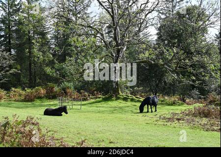 Vue sur un poney de Dartmoor et son poulain dans une glade ensoleillée près du réservoir de Burator, parc national de Dartmoor, Royaume-Uni. Banque D'Images