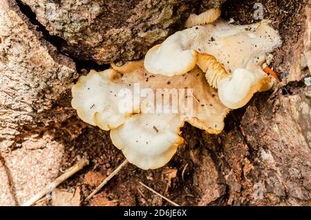 Le champignon de Ganoderma pousse sur l'arbre de Lebbeck Banque D'Images