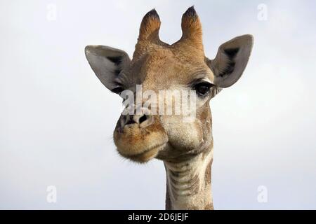 Une girafe sud-africaine (giraffa giraffa giraffa) à la recherche de feuilles à manger à la réserve de gibier d'Erindi dans la région d'Erongo, Namibie Banque D'Images