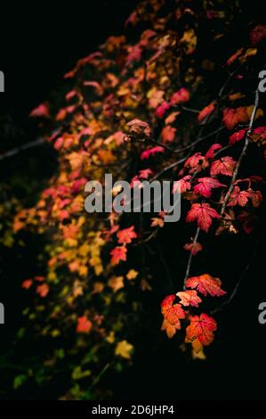 Une belle vigne avec des feuilles multicolores pendant un calme et chaude journée d'automne dans la forêt profonde Banque D'Images