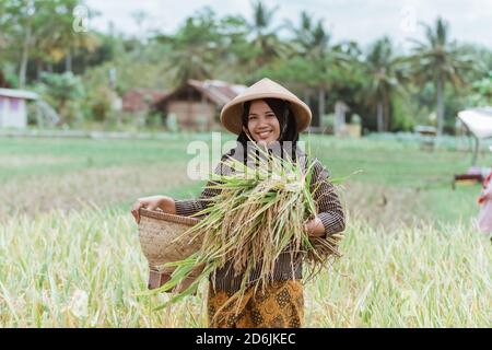 Les agricultrices qui récoltent des plants de riz avec des paniers de bambou tissés après la récolte dans les champs Banque D'Images