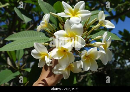 Brésil Morro de Sao Paulo - Frangipani Plumeria Flower Banque D'Images