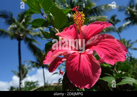 Brésil Morro de Sao Paulo - énorme hibiscus rouge coléreux - Hibiscus rosa-sinensis - hibiscus tropical Banque D'Images