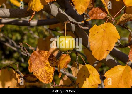 Une pomme verte dans un arbre avec des feuilles de couleur automnale autour de lui Banque D'Images