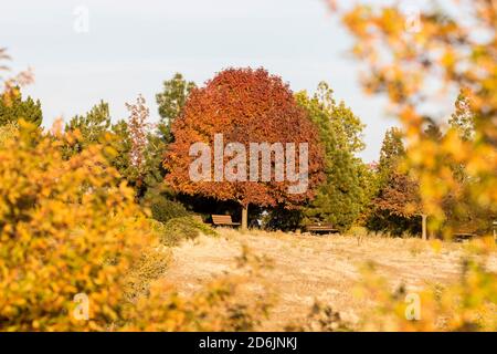 Grand arbre de couleur automnale avec un banc en dessous et un cadre feuillu jaune Banque D'Images