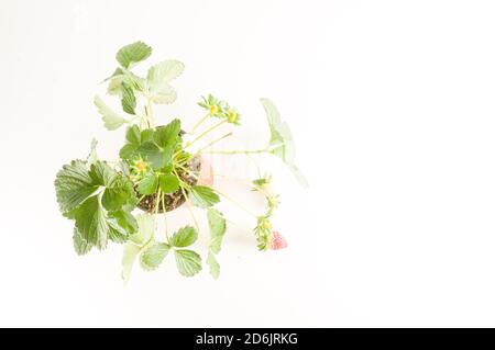 Plante de fraise aux racines et au sol Banque D'Images