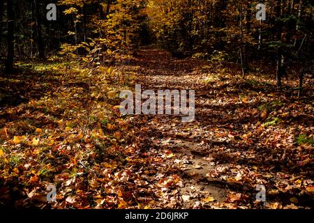Un sentier naturel en automne est couvert de feuilles d'automne tombées, et dans le soleil de la fin de l'après-midi, un modèle d'ombres projetées sur le chemin par le soleil. Banque D'Images