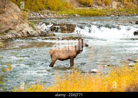 Wapitis dans l'eau dans le parc national de Yellowstone, Wyoming, Wildlife nature Photography, taureau au cours de l'ornière, Gardiner Montana, grand mammifère, bois, b Banque D'Images