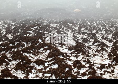 Neige sale fondante sur le mont Nuolja dans le nord de la Suède. Banque D'Images