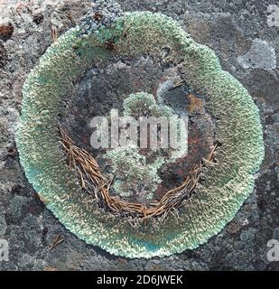 Lichen de protection de roche en forme de bague sur une pierre. Banque D'Images