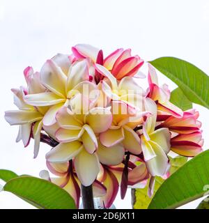 Fleurs de plumeria rose jaunâtre ou de frangipani Banque D'Images