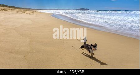 Bon petit chien de cross-doodle, qui s'exécute gratuitement le long de la plage de Warilla, en Nouvelle-Galles du Sud, en Australie, une plage pour chiens sans laisse. Vacances avec les chiens. Banque D'Images