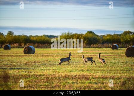 vue sur une prairie herbacée avec trois cerfs qui tournait pour s'éloigner de l'endroit où ils ont mangé l'herbe parce que ils se sentent menacés Banque D'Images