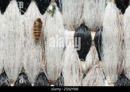 Musée de la larve de scarabée à l'intérieur sur un tapis Banque D'Images