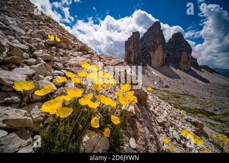 Les coquelicots alpins jaunes (Papaver rhaeticum) fleurissent, les faces nord du groupe de montagne Tre cime di Lavaredo au loin. Banque D'Images