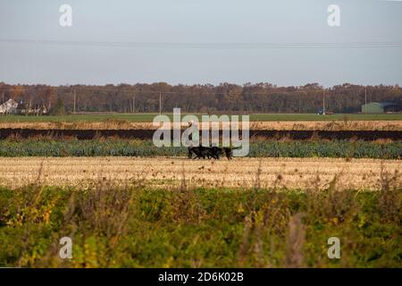 Pousse-pousse de faisan dans le Lancashire, en Angleterre Banque D'Images