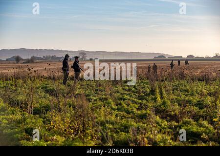 Prise de vue à partir d'une récolte de couverture lors d'un tournage de faisan mené dans le Lancashire, en Angleterre Banque D'Images