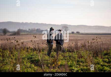 Prise de vue à partir d'une récolte de couverture lors d'un tournage de faisan mené dans le Lancashire, en Angleterre Banque D'Images