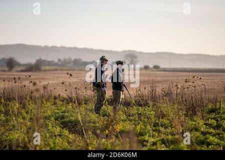 Prise de vue à partir d'une récolte de couverture lors d'un tournage de faisan mené dans le Lancashire, en Angleterre Banque D'Images