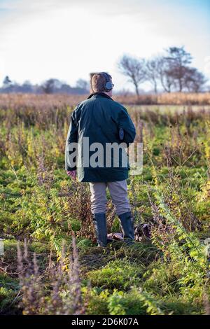 Prise de vue à partir d'une récolte de couverture lors d'un tournage de faisan mené dans le Lancashire, en Angleterre Banque D'Images