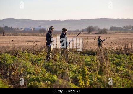 Prise de vue à partir d'une récolte de couverture lors d'un tournage de faisan mené dans le Lancashire, en Angleterre Banque D'Images