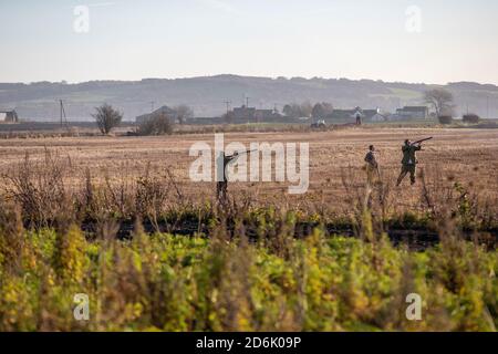 Pousse-pousse de faisan dans le Lancashire, en Angleterre Banque D'Images