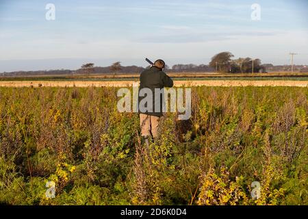 Tournage à partir d'une récolte de couverture lors d'un tournage de faisan mené dans le Lancashire, en Angleterre Banque D'Images