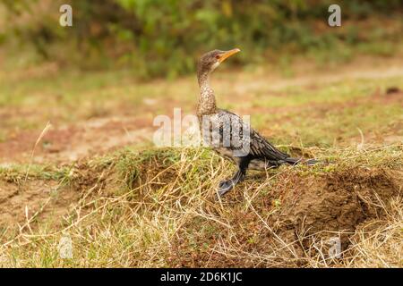 Le cormoran à roseau (Microcarbo africanus), également connu sous le nom de cormoran à queue longue, est un oiseau de la famille des cormorans Phalacrocoracidae., Reine Elizab Banque D'Images