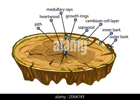 Anatomie d'un arbre. Structure de la coupe des couches de l'arbre dans la coupe transversale. Schéma de couches de tronc d'arbre. Vue en coupe des infographies des tiges de Woody. Vecteur Illustration de Vecteur