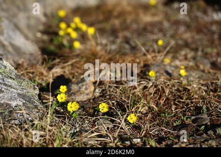 Ranunculus nivalis, la coupe de beurre de neige, sur un sol rocailleux. Banque D'Images