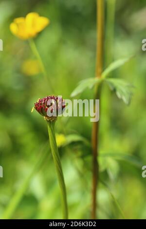 Fruits de Trollius europaeus, la fleur du globe. Banque D'Images