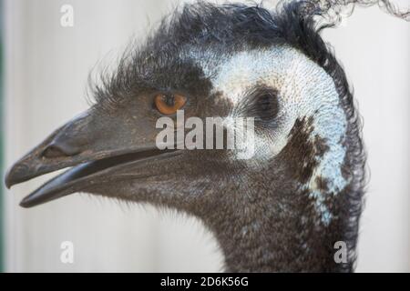 Portrait d'un émeu (Dromaius novaehollandiae), grand oiseau, endémique à l'Australie Banque D'Images