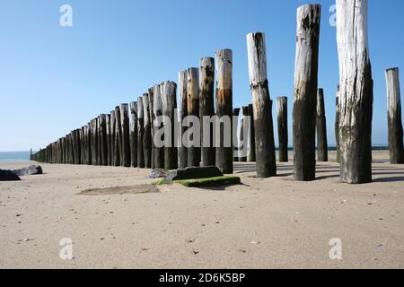 Poteaux en bois d'un système de protection contre l'érosion de plage le long de la plage à la ville de Vlissingen dans la province de Zeeland aux pays-Bas. Banque D'Images