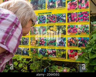 Russie, Voronezh - 2019 septembre 08 : une femme âgée examine les descriptions des variétés de groseilles à maquereau sur un stand Banque D'Images