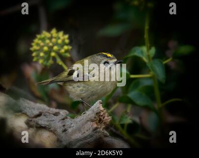 Goldcrest Regulus regulus, l'un des quelques centaines d'oiseaux migrants sur un site côtier de Norfolk en automne. North Norfolk, Royaume-Uni Banque D'Images