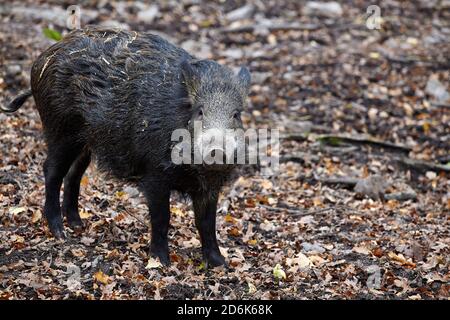 Portrait d'un sanglier (sus Scrofa) en automne, bois parmi la sous-croissance dans le parc sauvage de öster malma en suède Banque D'Images