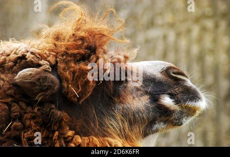 Alpaga aux cheveux rouges (Vicugna pacos), gros plan du visage Banque D'Images